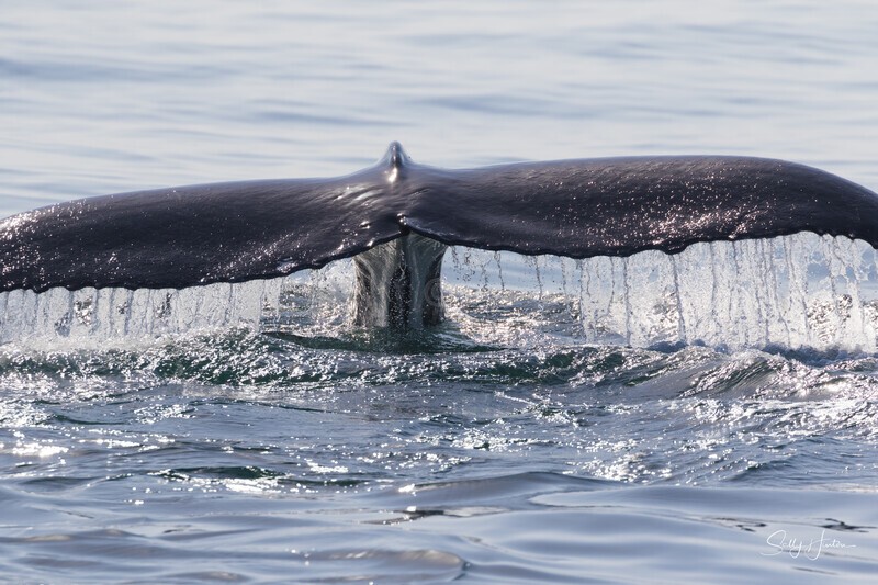 0A3A7545 Mums Tail 1 - Humpback Whales