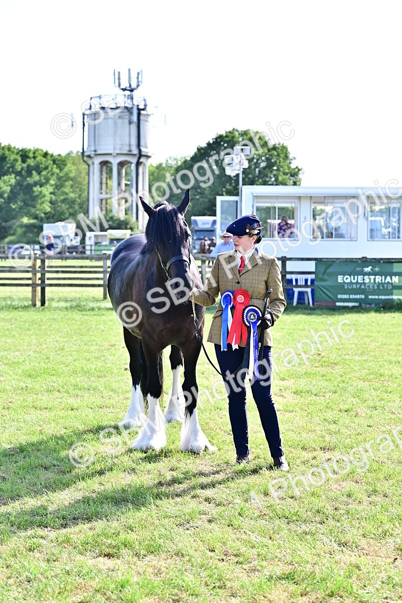 SBM_10169 - Class 63-65 - Traditional Gypsy Cobs In Hand & Ridden
