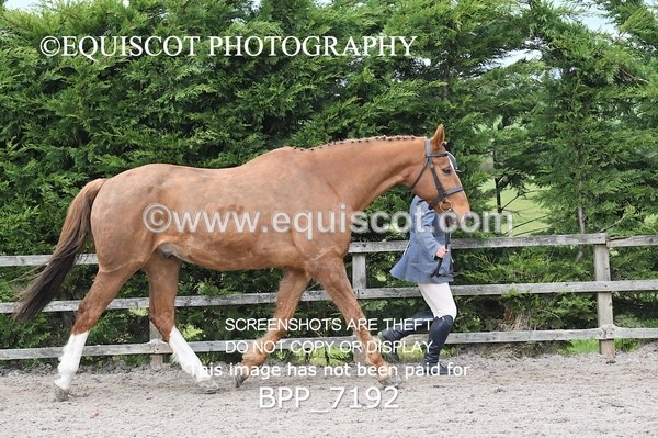 BPP_7192 - RING 1  (RIDDEN HORSES / IN HAND / VETERAN ETC)
