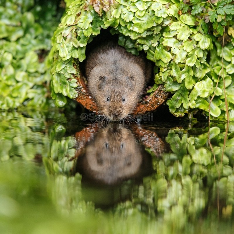 Water Vole SD2530 - Greeting Cards