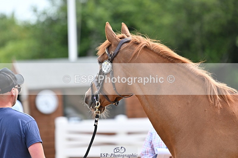 240717A-164240-03490 - Trot Up 4pm to 5pm