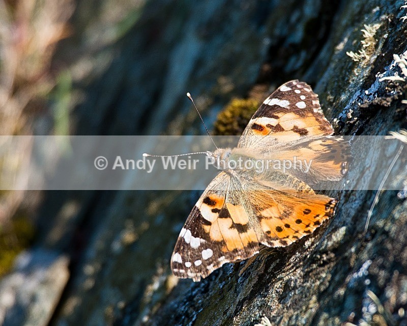 20090524-099 - Butterflies & Moths