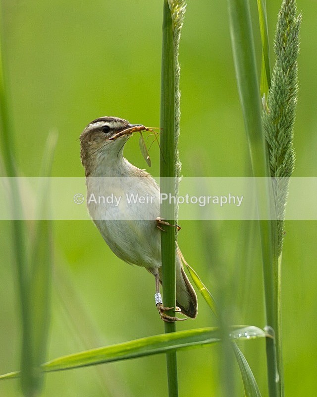 20110618-IMG_6002 - Sedge Warbler