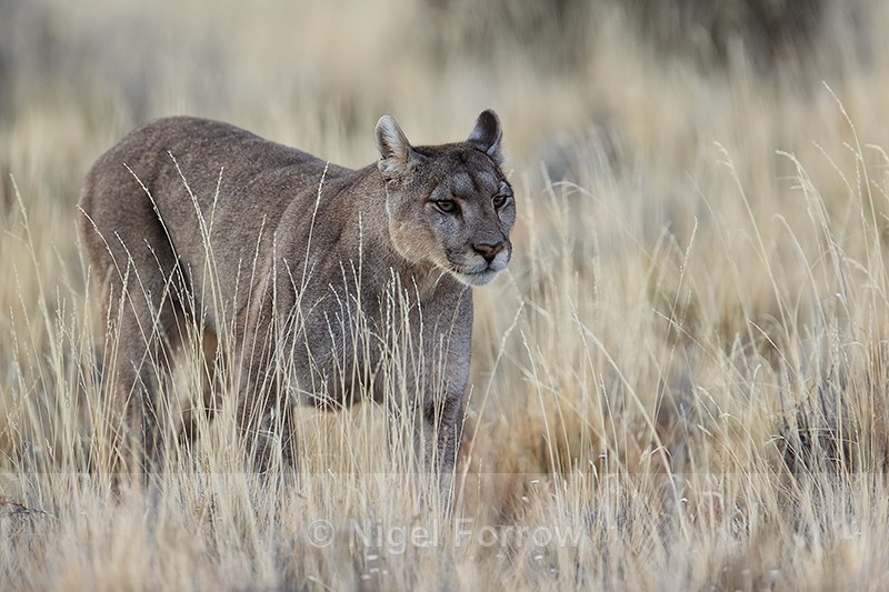 Puma walking through yellow grass, Torres del Paine, Chile - Puma