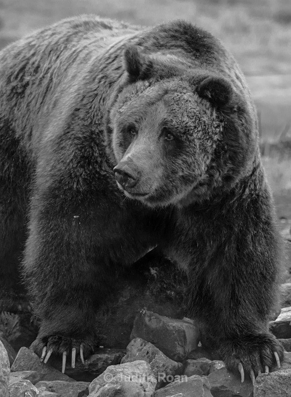 Grizzly - Yellowstone