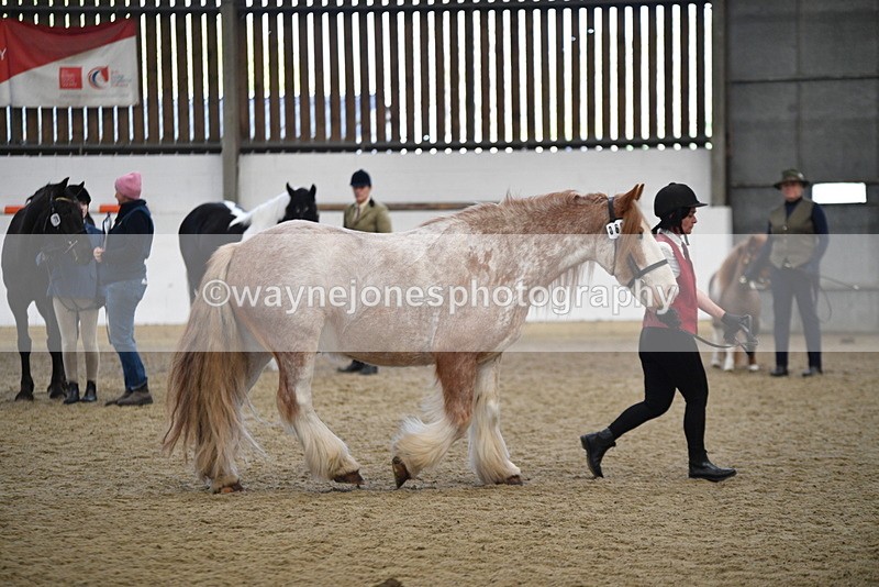 WJ5_4743 - Class 7 In hand coloured / odd coloured