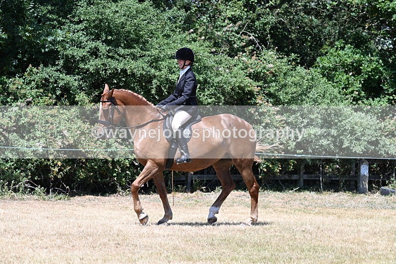 WJ7_2751 - Class 7 Riding Club Show Horse