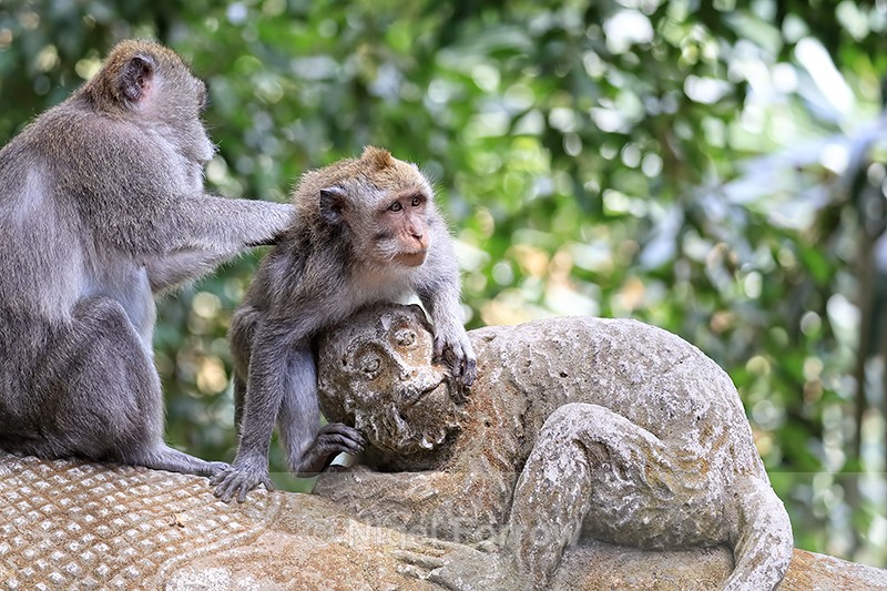 Crab-eating Macaque being groomed, Ubud Sacred Monkey Forest, Bali - Monkey