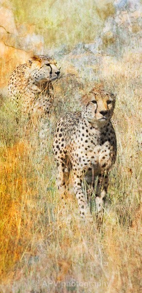  - SAFARI - KENYA