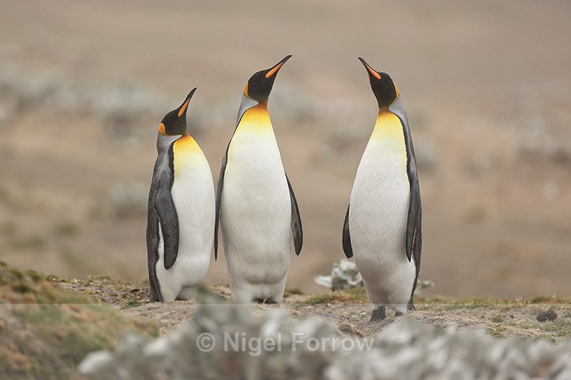 Three King Penguins standing still, Saunders Island, Falklands - King Penguin