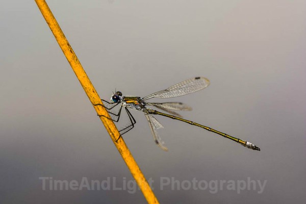Emerald Damselfly - Dragonflies & Damselflies