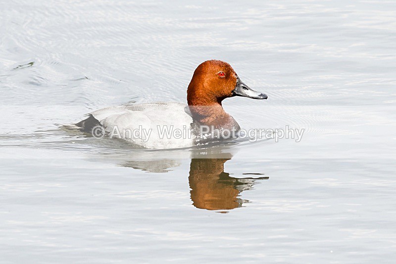 20180531-Woolston-8E0A6809 - Pochard
