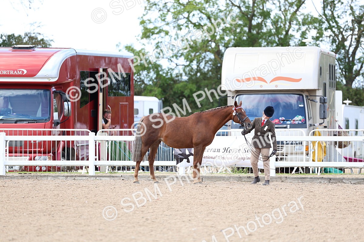 SBM_15346 - Class 312 - IH Competition Horse-Pony