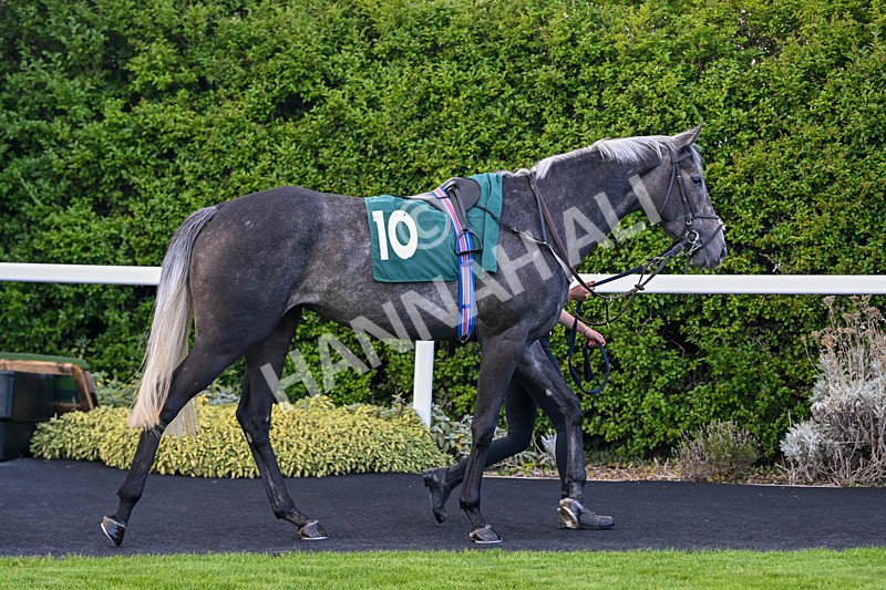 080926-Race 6-Shes A Goldigger-2948 - Race 6 4.46pm Download The Raceday Ready App Handicap
