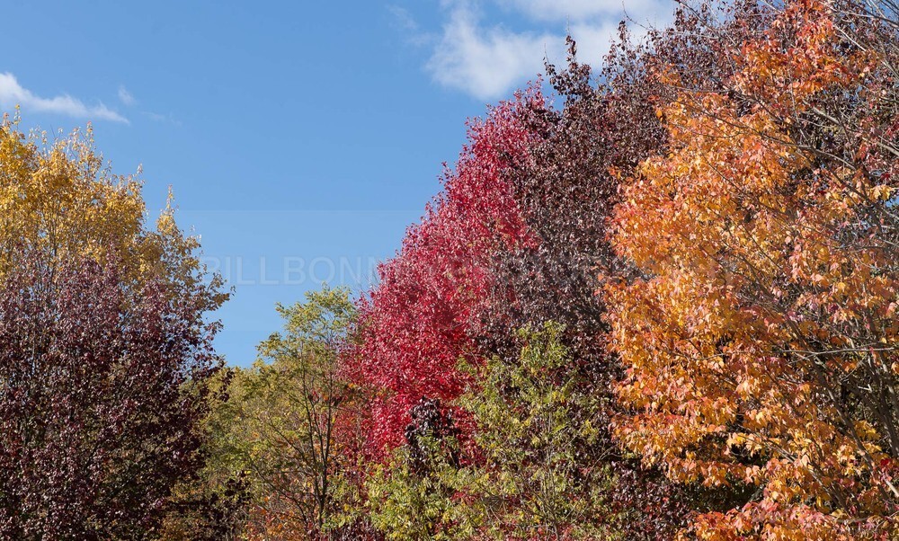 DSC_3509 - Autumn