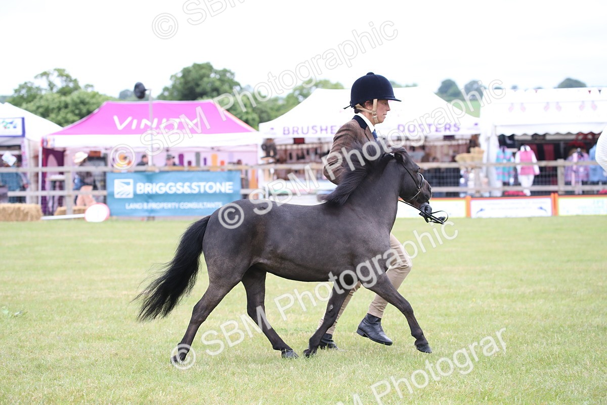 SBM_03948 - Class 23-25 - British Miniature Horse of the Year