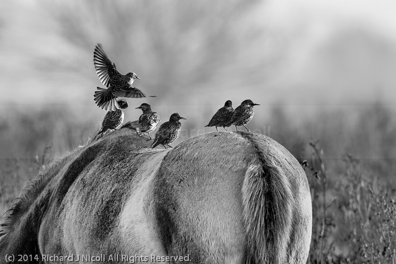 Starlings (Sturnus vulgaris) on horseback - Starling (Sturnus vulgaris)