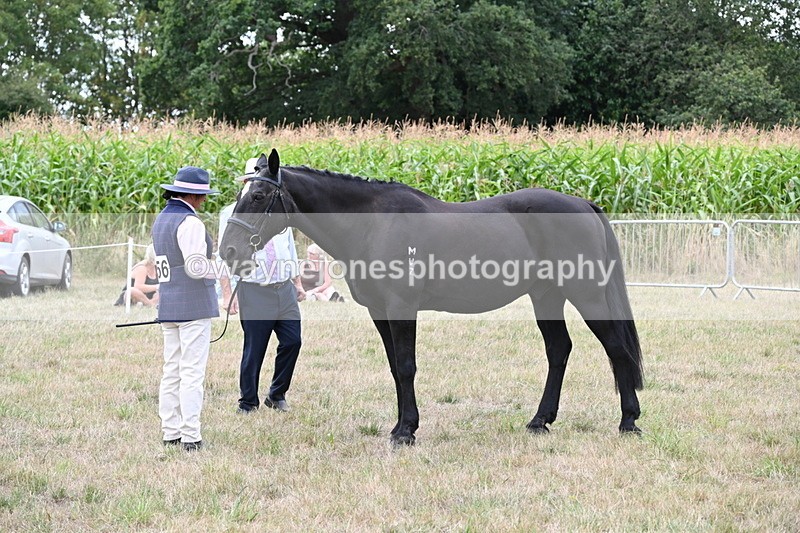WJ6_6103 - Class 19 In-hand Veterans (Uploaded correct folder)