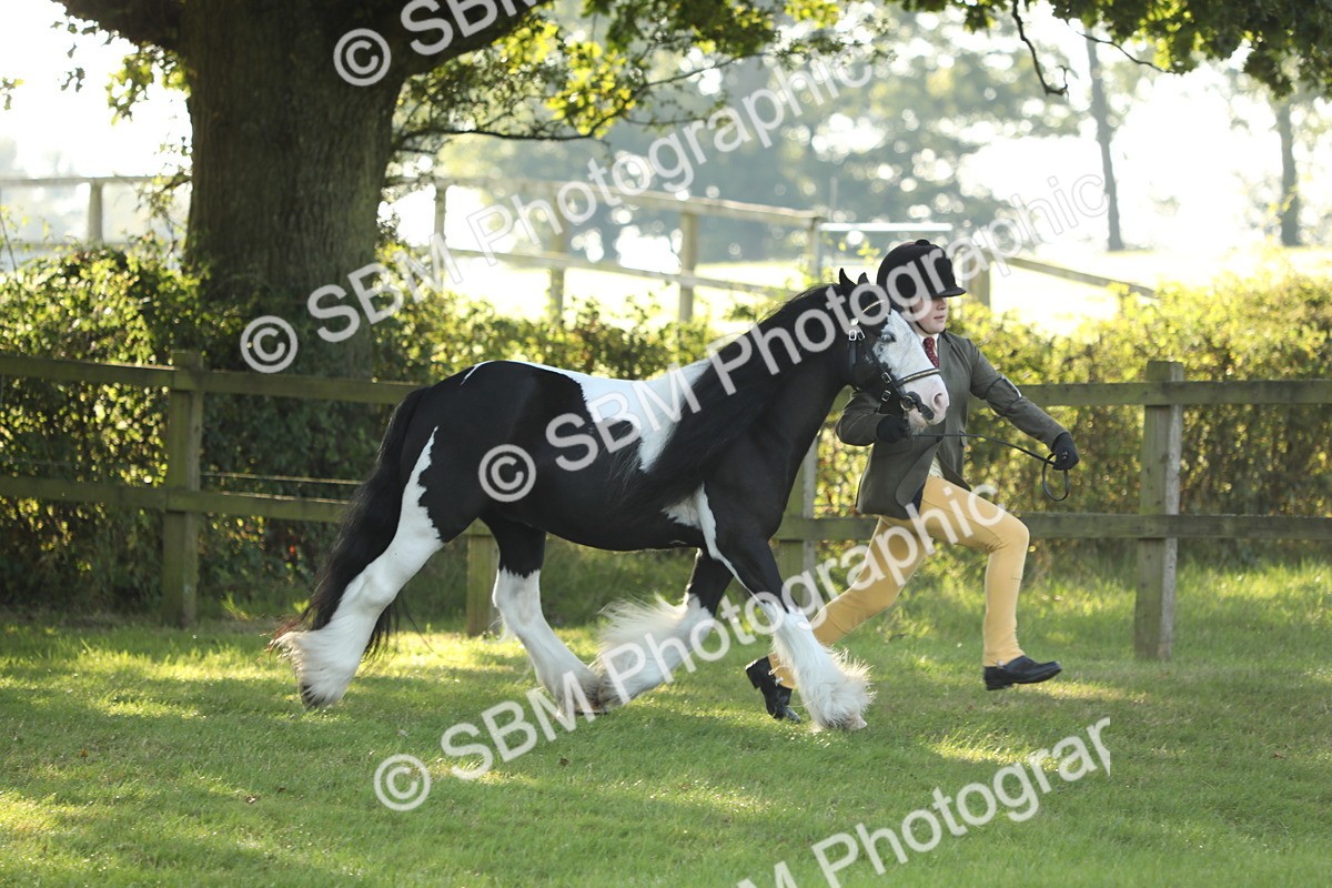 SBM_60861 - S43 - Coloured Pony In Hand
