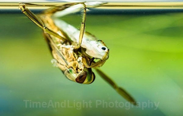 Backswimmer - Freshwater Life