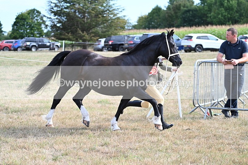WJ7_8220 - In-hand Championship