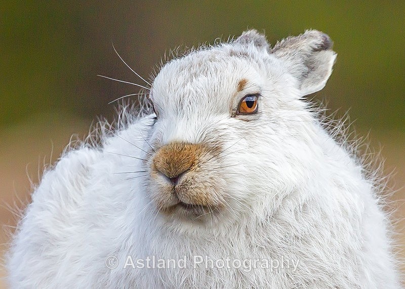 Astland Photography, Bird and Wildlife Images, Susan and Peter Wilson, U.K.