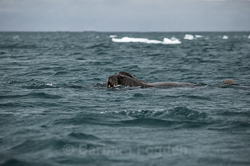 Walrus 8670 - Trip with MS Expedition August 2016
