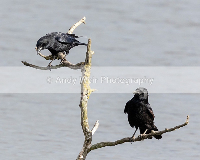 181025-Woolston-8E0A7170 - Corvids