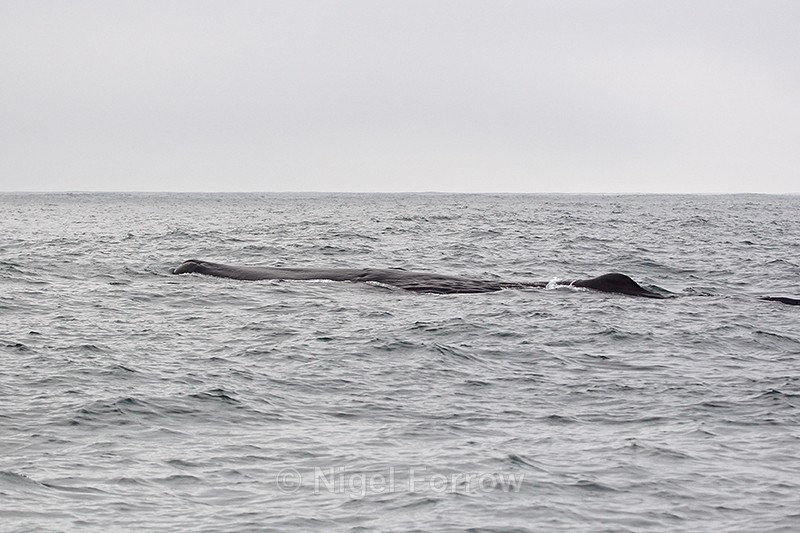 Surface profile of Sperm Whale, Kaikoura, New Zealand - Whale