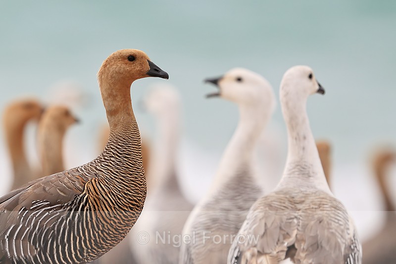 Upland Geese heads, Carcass Island, Falklands - Upland Goose