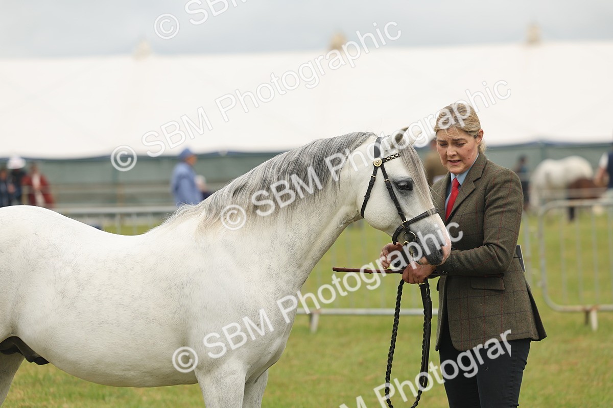 SBM_02262 - Class 50-57 - M&M Welsh Pony In Hand