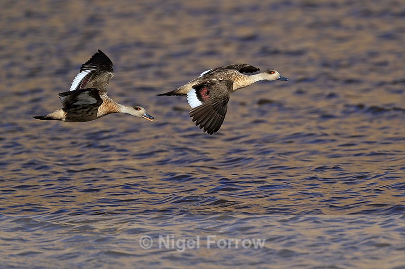 Crested Ducks in flight, Machuca, Chile - Crested Duck