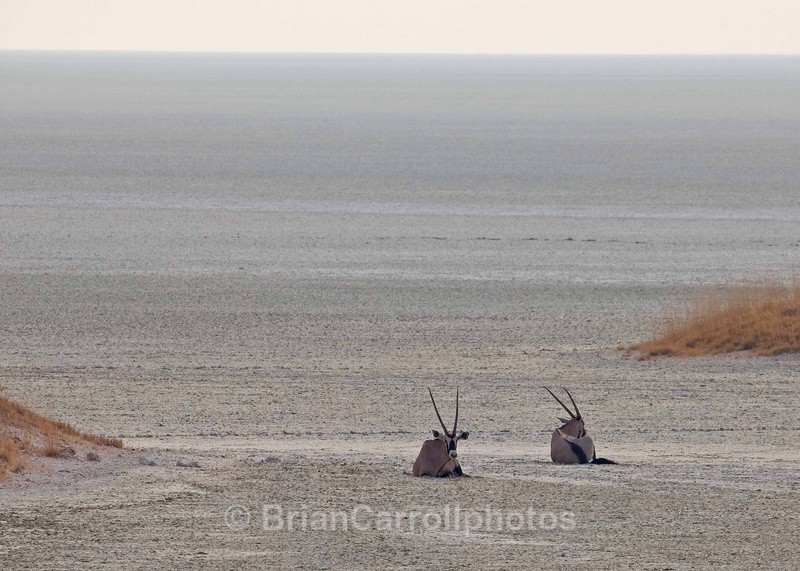 Oryx in the Etosha Salt Pan, Namibia - African Safari Tour 09 Zambia, Botswana,Namibia & South Africa