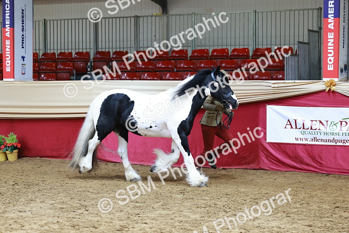 SBM_23178 - Class 903 - Supreme Final - IH Pre Vet