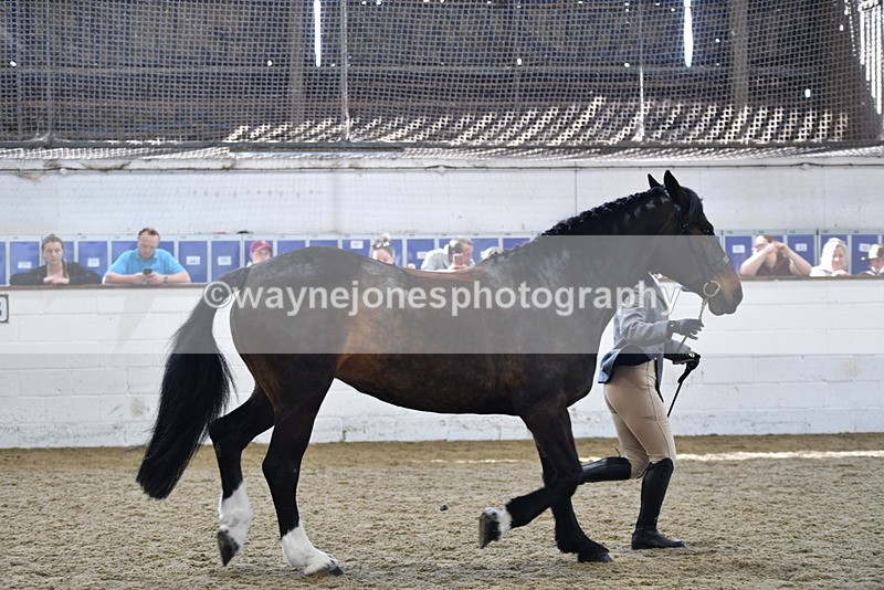 WJ5_4728 - Class 3 Part Bred In hand