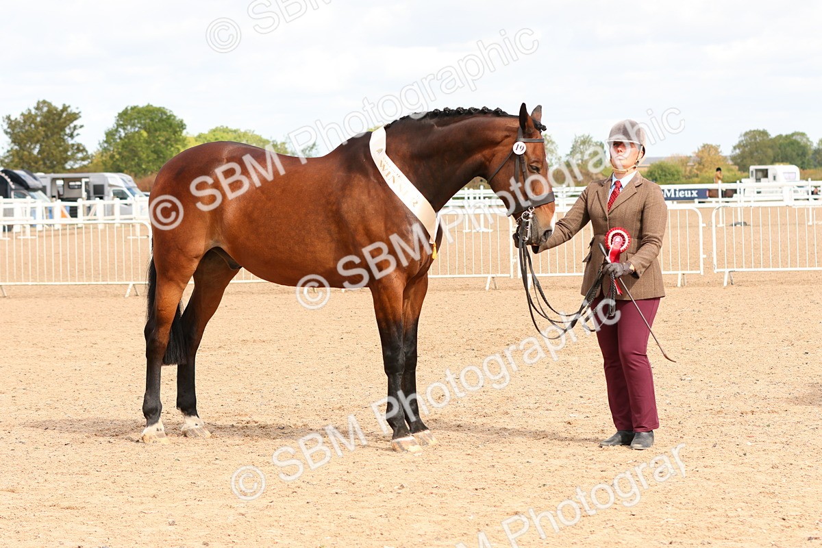 SBM_11766 - Class 208 - IH Veteran Horse