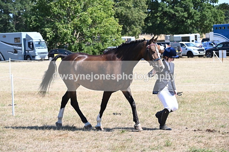 WJ6_8631 - Class 37b Best Loan Pony In-hand