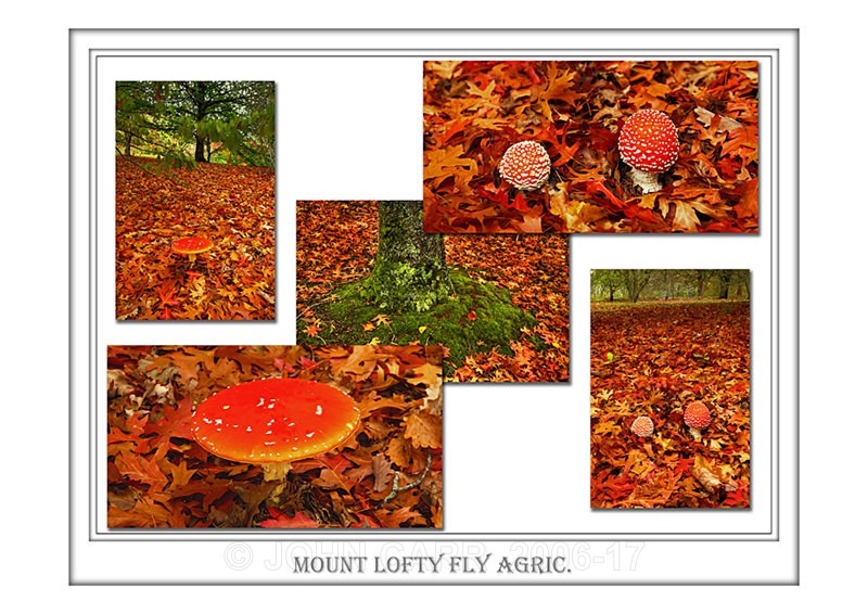 Beautiful Wall Art print  with a Border, showing a selection of Fly Agaric Toadstools, South Australia.