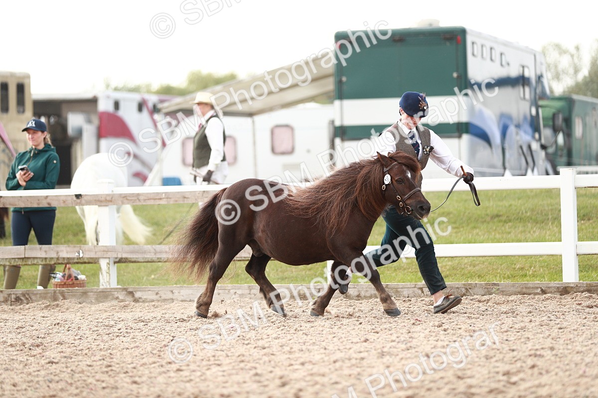 SBM_11774 - Class 206 IH Non Show Type Pony