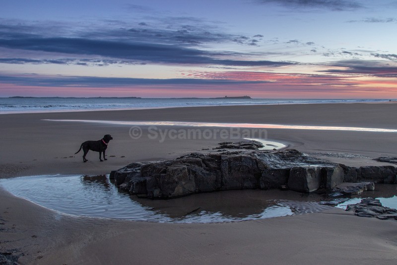 Dawn patrol, Bamburgh beach, Northumberland - Dogs