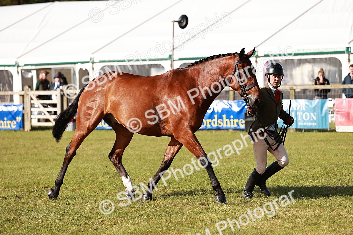 SBM_10810 - Class 81-84 - RIHS Ridden hunters Inc Ladies Hunter