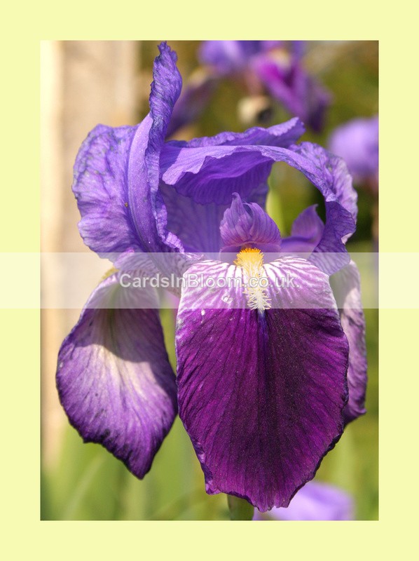 001 Bearded Iris - IRIS EXHIBITION