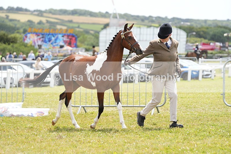 DSC06698 - Class 58: Coloured Pony Youngstock
