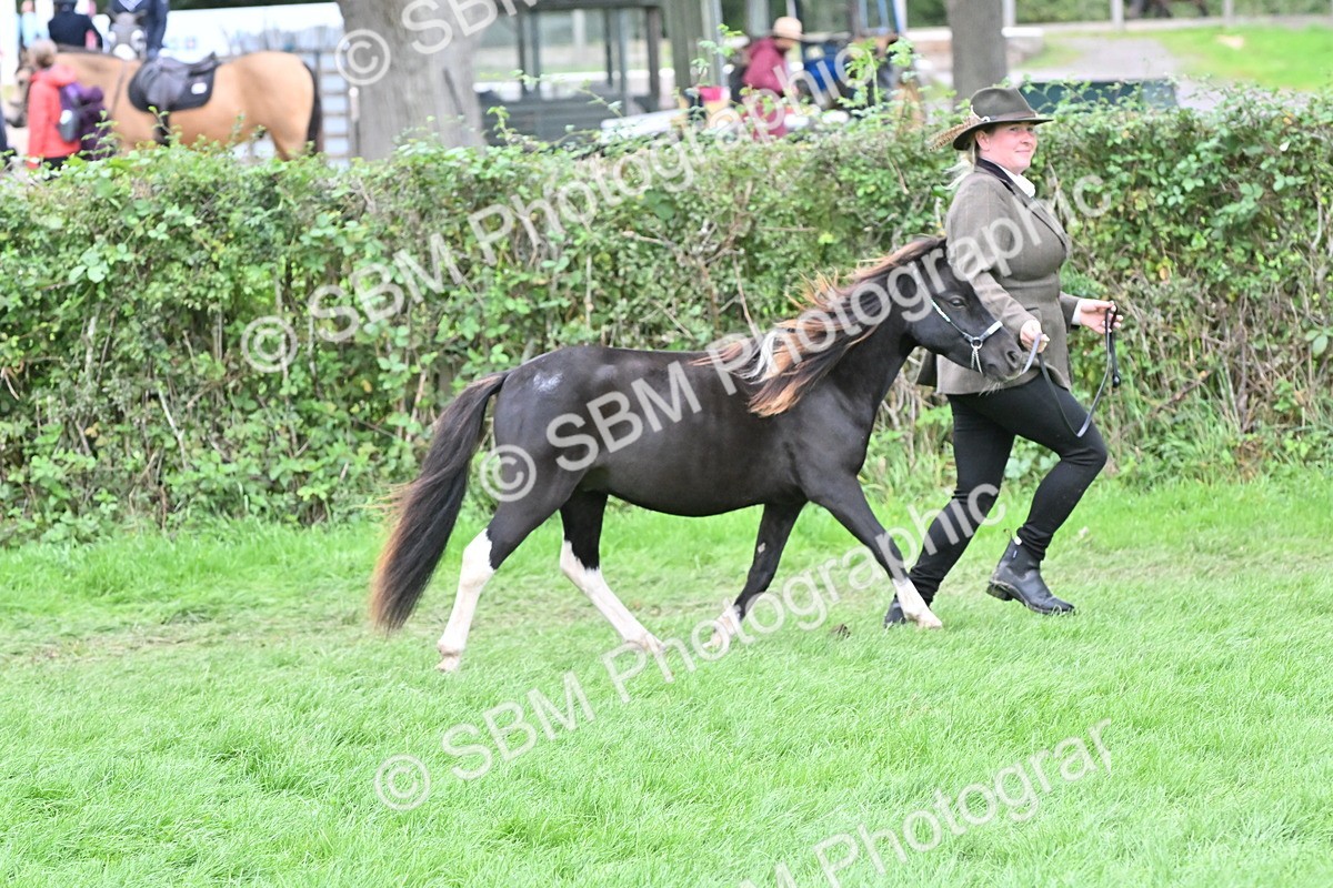 SBM_64940 - S50 - Show Pony & Show Hunter Pony In Hand