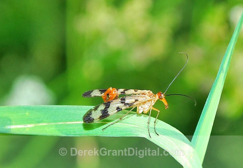 Common Scorpionfly Panorpa (m) - Bees, Beetles, Bugs