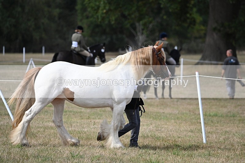 WJ6_6434 - Class 20 In-hand Cob