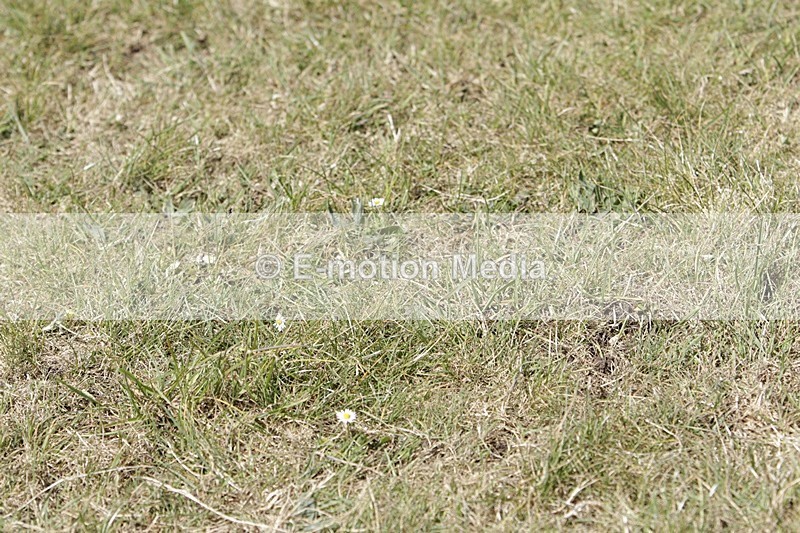 BVHT 140517 N-299 - Class 2 SJ Novice 14/05/17