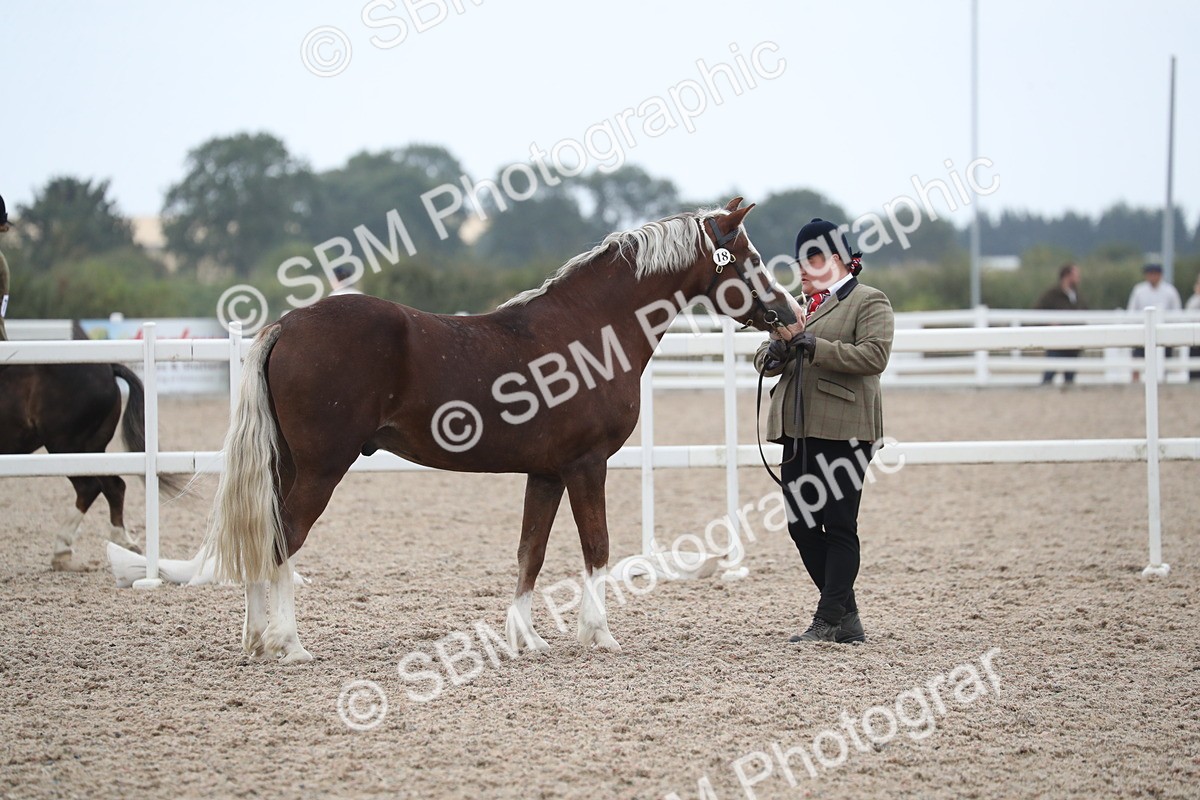 SBM_17875 - Class 317 IH Pure bred Horse/Pony