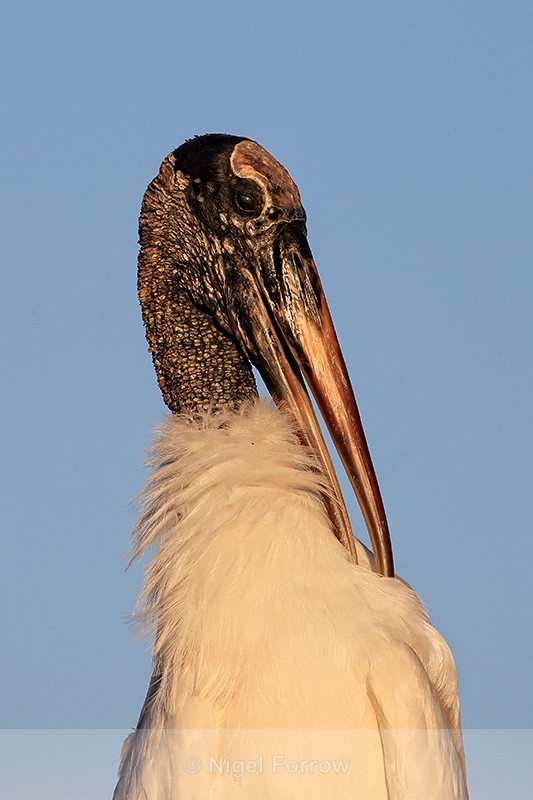 Wood Stork preening shoulder feathers, Wakodahatchee Wetlands, Florida - Wood Stork