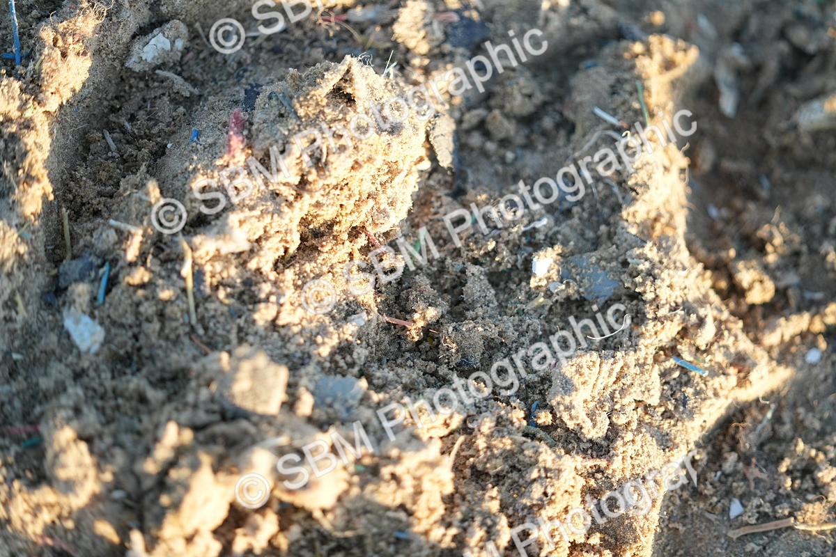 SBM_006328 - Class 6 - N2- E2-90cm